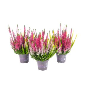 Vres obyčajný 'Trio-Girls', - fialová,biela,ružová - výška 15-25 cm, kont. C1L